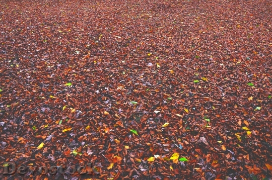 Devostock Autumn Fall Leaves 699159