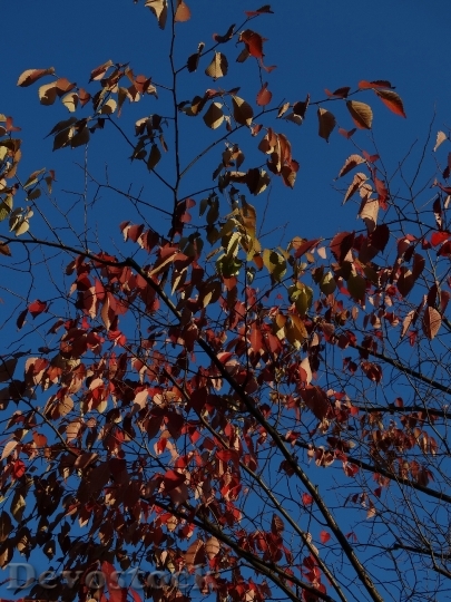 Devostock Autumn Fall Leaves Blue 0