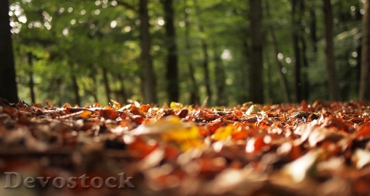 Devostock Autumn Fall Leaves Blurry