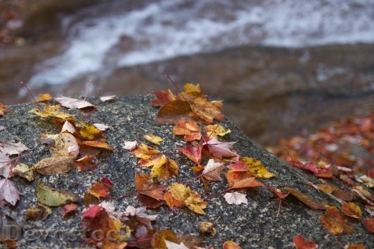 Devostock Autumn Fall Leaves Fallen
