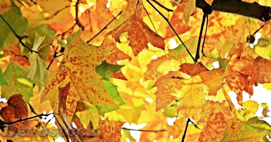 Devostock Autumn Fall Leaves Leaves 3