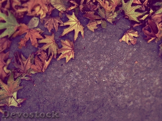 Devostock Autumn Fall Leaves Nature 2