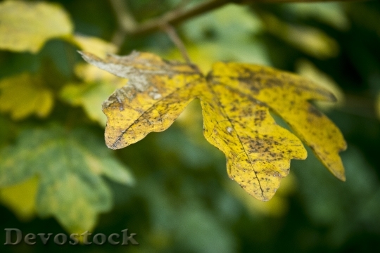 Devostock Autumn Fall Leaves Nature 3