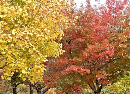 Devostock Autumn Fall Leaves Nature 4