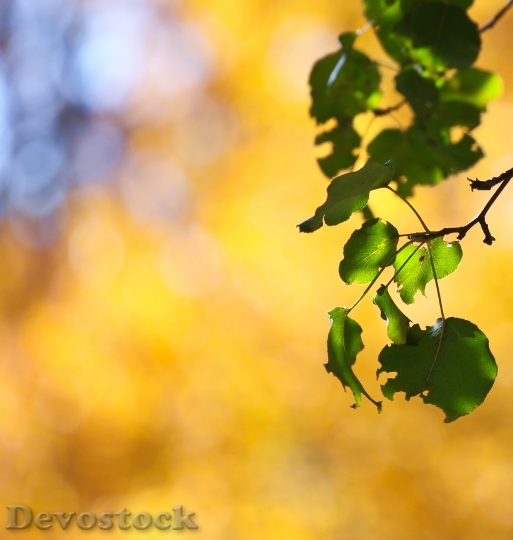 Devostock Autumn Fall Leaves Pear