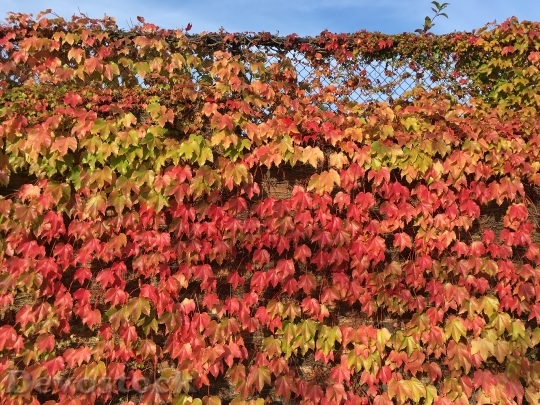Devostock Autumn Fall Leaves Red 0