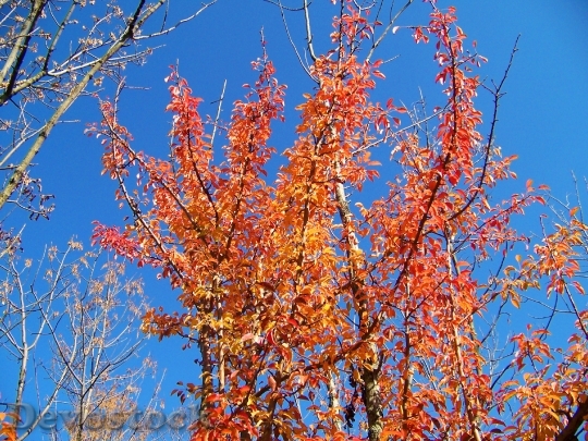 Devostock Autumn Fall Leaves Trees 4