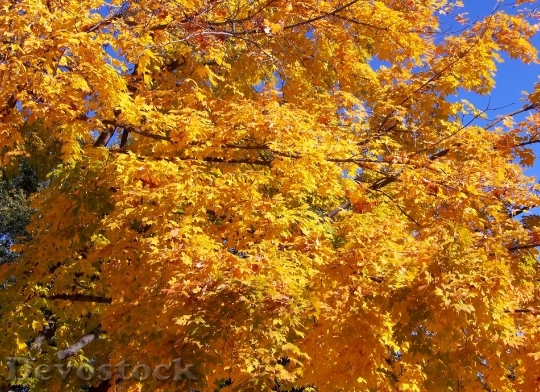 Devostock Autumn Fall Leaves Trees 5