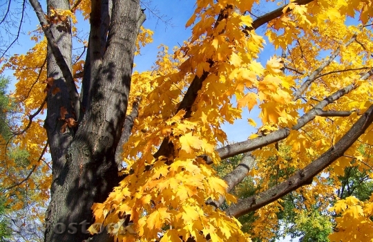 Devostock Autumn Fall Maple Tree 1