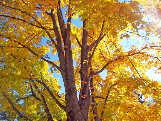 Devostock Autumn Fall Maple Tree