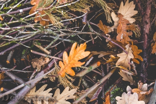 Devostock Autumn Fall Mess Leaves
