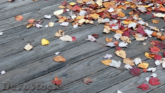 Devostock Autumn Fall Nature Leaves