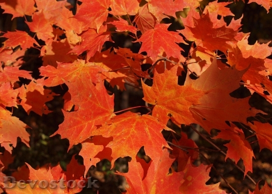 Devostock Autumn Fall Orange Maple