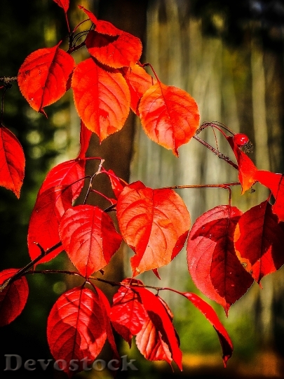Devostock Autumn Fall Red Leaves 2