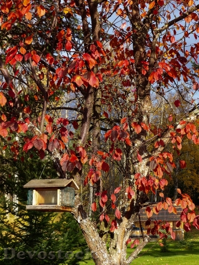 Devostock Autumn Fall Red Leaves 4