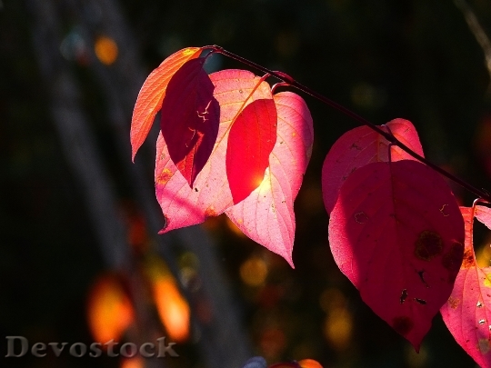 Devostock Autumn Fall Red Leaves
