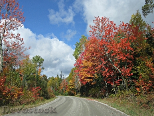 Devostock Autumn Fall Road Trees
