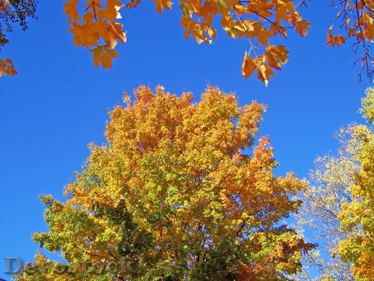 Devostock Autumn Fall Trees Leaves 1