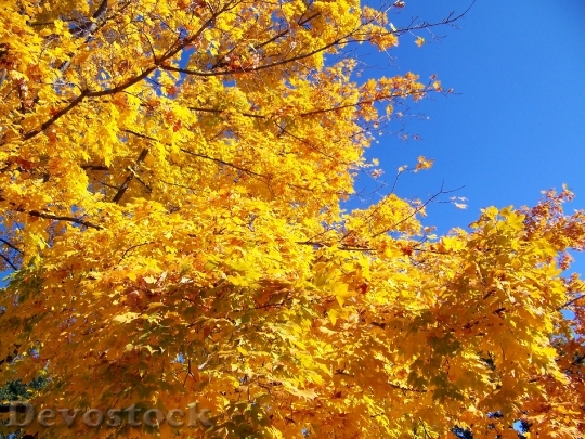 Devostock Autumn Fall Trees Leaves 2