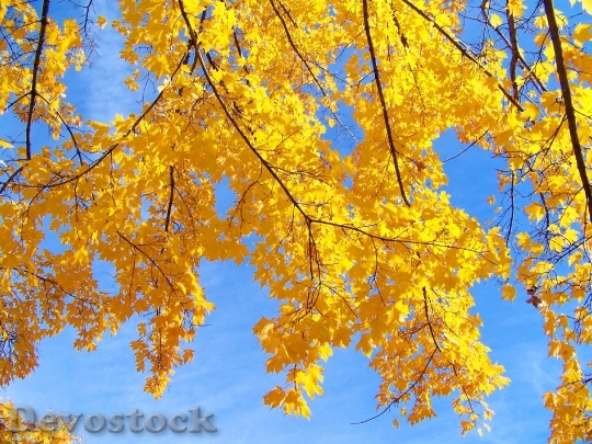 Devostock Autumn Fall Trees Leaves 5