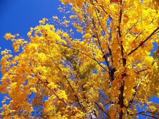 Devostock Autumn Fall Trees Leaves 6
