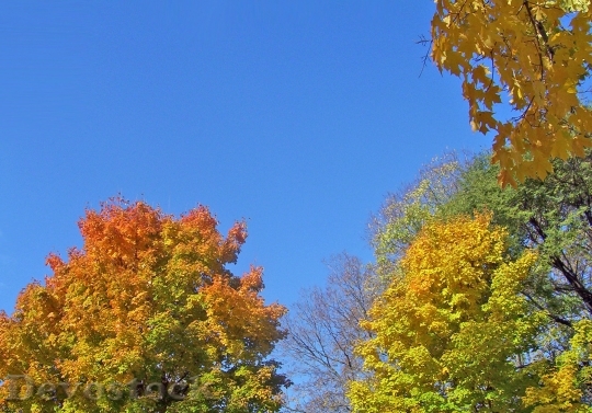 Devostock Autumn Fall Trees Leaves 7