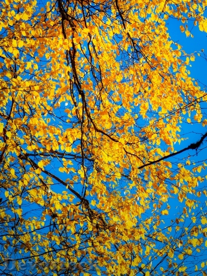 Devostock Autumn Fall Yellow Leaves