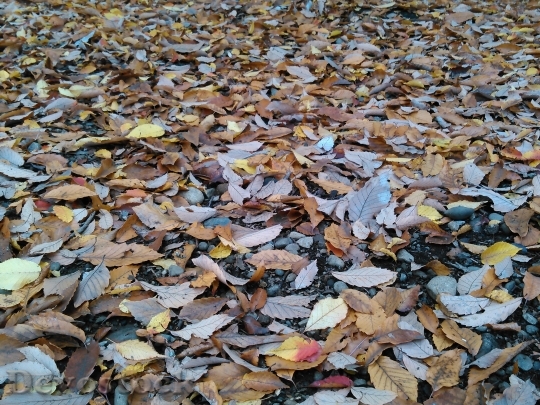 Devostock Autumn Fallen Leaves Autumnal