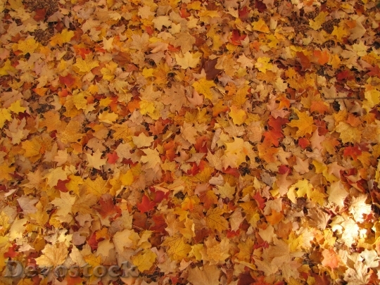 Devostock Autumn Fallen Leaves Fall