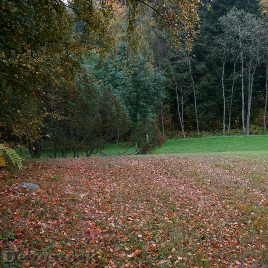 Devostock Autumn Fallen Leaves Landscape