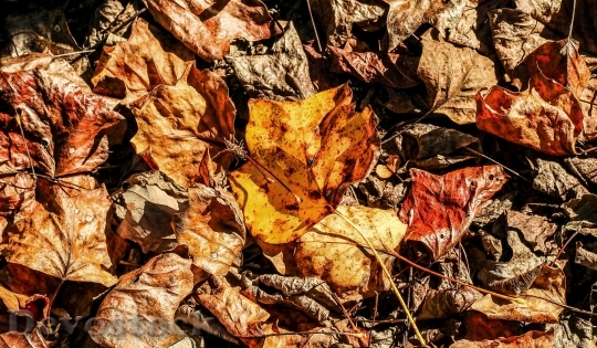 Devostock Autumn Fallen Leaves Maple