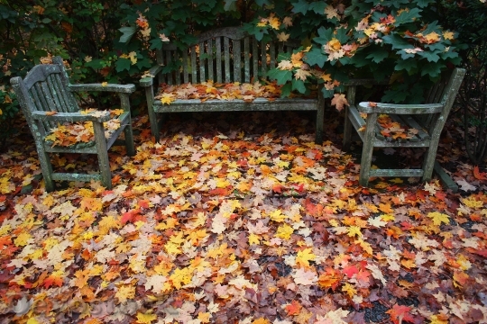 Devostock Autumn Fallen Leaves Park