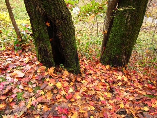 Devostock Autumn Fallen Leaves Wood