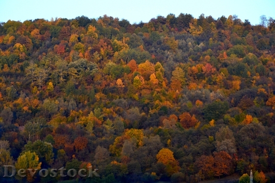 Devostock Autumn Falls Trees Colors