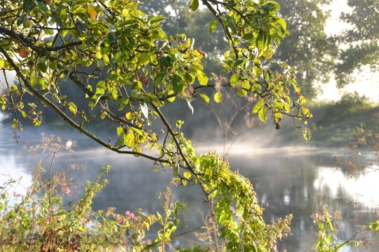 Devostock Autumn Fog Landscape Tree