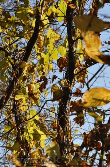 Devostock Autumn Foliage Branches 218411