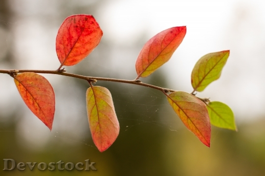 Devostock Autumn Foliage Colorful Foliage