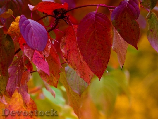 Devostock Autumn Foliage Colorful Nature