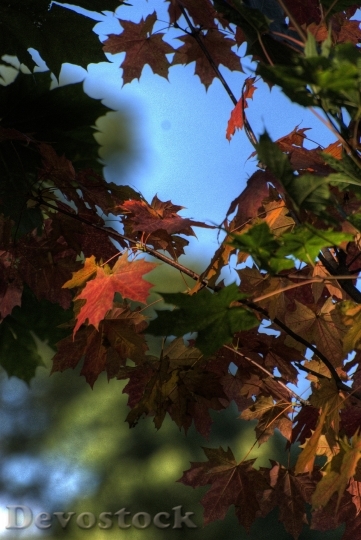 Devostock Autumn Foliage Colors Nature 0