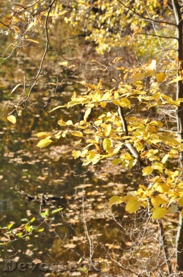 Devostock Autumn Foliage Forest Branches