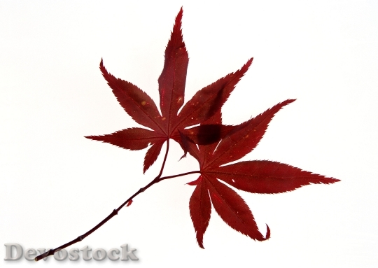 Devostock Autumn Foliage Japanese Red
