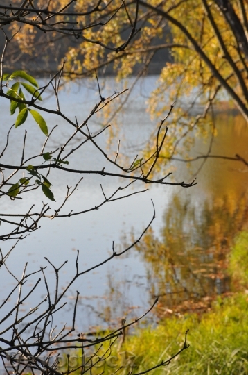 Devostock Autumn Foliage Lake Branches