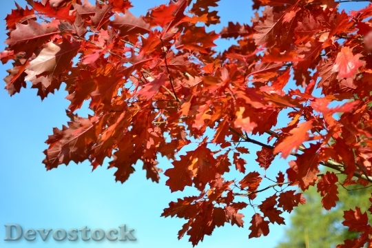 Devostock Autumn Foliage Red Leaves 0