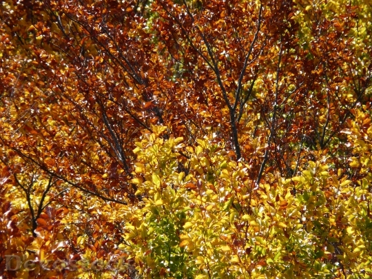 Devostock Autumn Forest Beech Wood