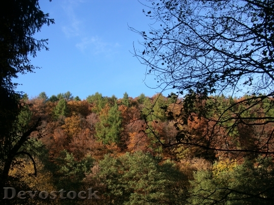 Devostock Autumn Forest Colorful Leaves
