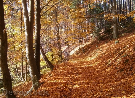 Devostock Autumn Forest Leaves Fallen 0