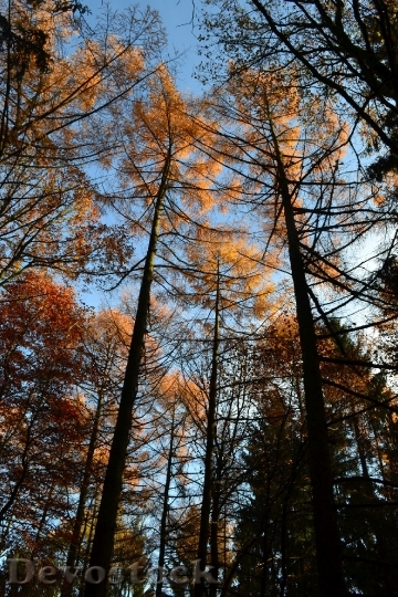 Devostock Autumn Forest Leaves Fallen 1