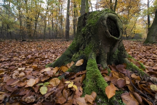 Devostock Autumn Forest Leaves Tribe