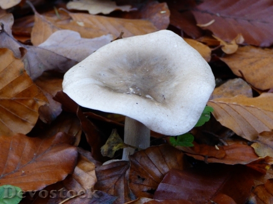 Devostock Autumn Forest Mushroom Leaves