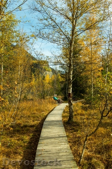 Devostock Autumn Forest Path Wooden